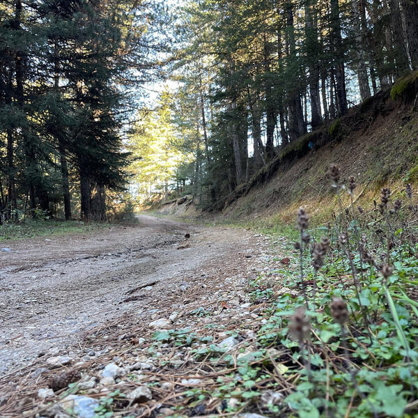 Bardouniotikos Rooster with Hilopites in the Oven (a G.G Recipe) - Gastronomy Tours img 9556 orig - Gastronomy Tours